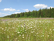 Chamomile field in Perm krai